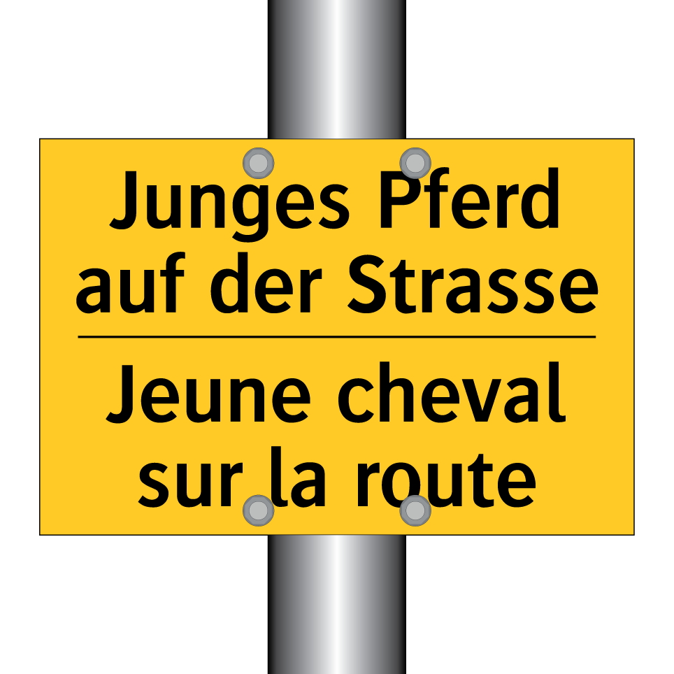 Junges Pferd auf der Strasse - Jeune cheval sur la route