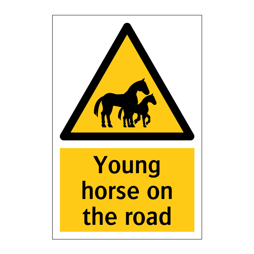Young horse on the road