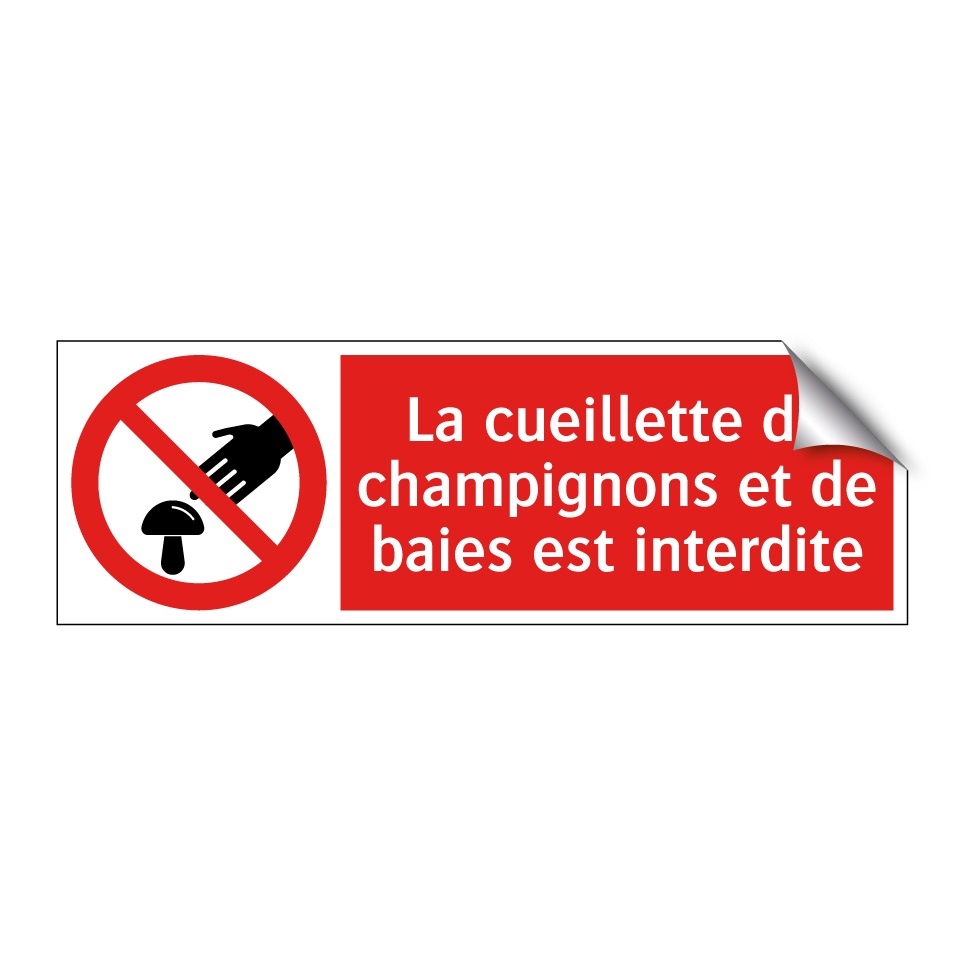 La cueillette de champignons et de baies est interdite