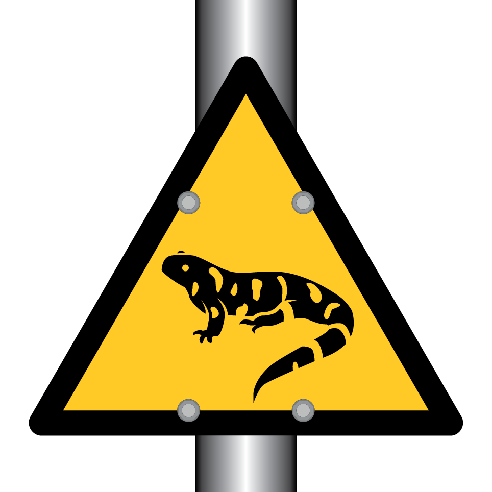 Salamandre d'avertissement