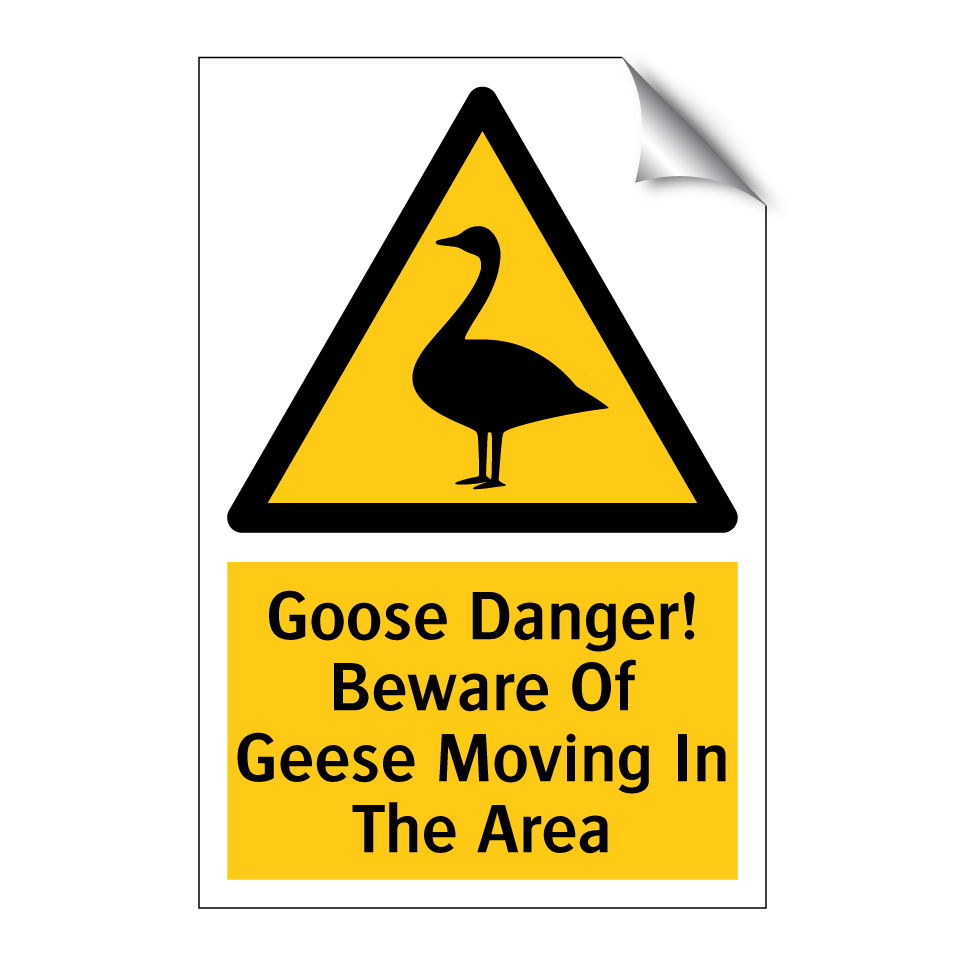 Goose Danger! Beware Of Geese Moving In The Area
