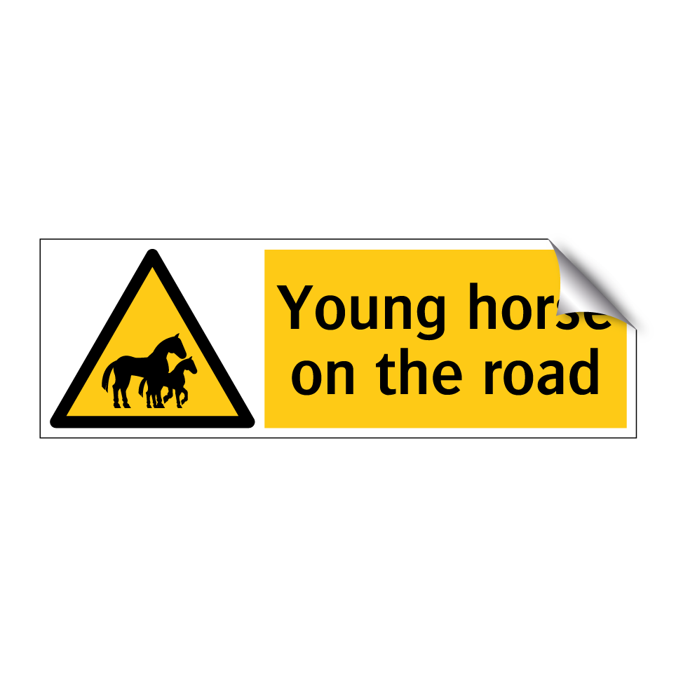 Young horse on the road