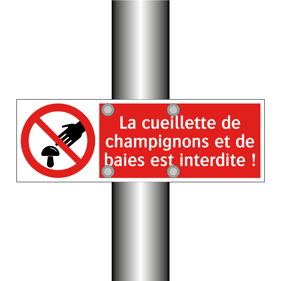 La cueillette de champignons et de baies est interdite !
