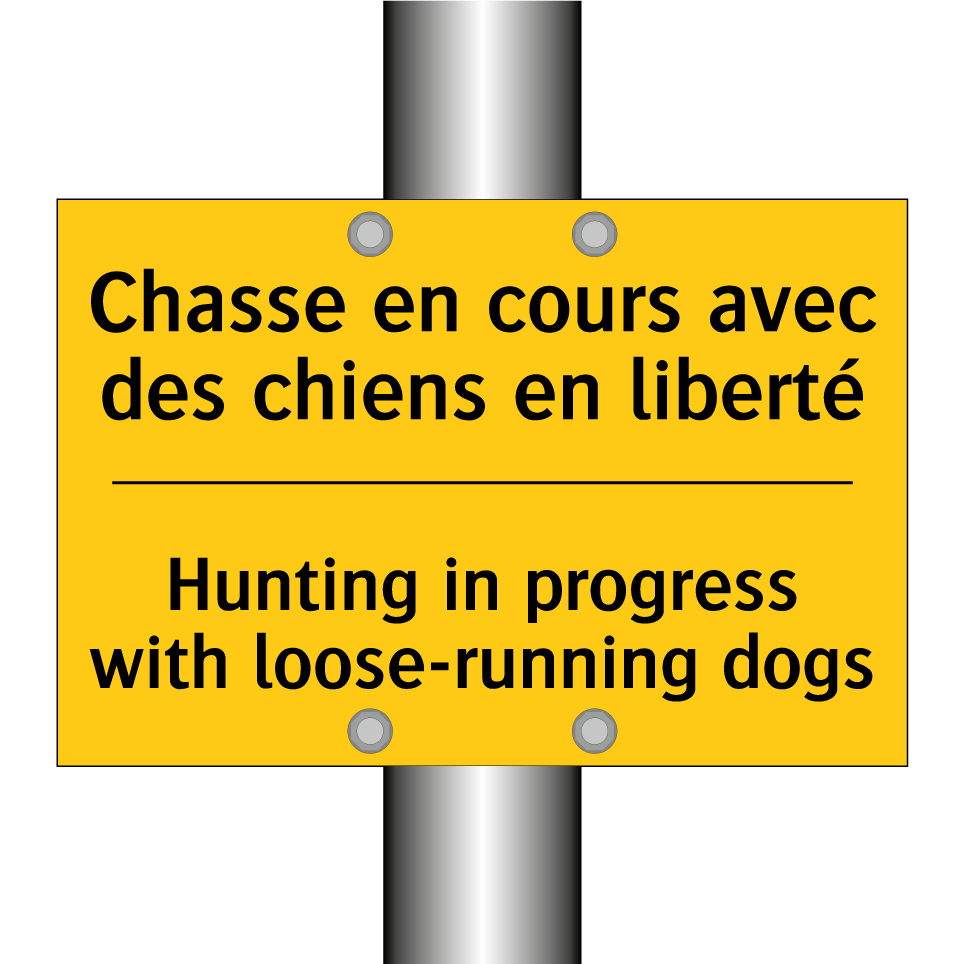 Chasse en cours avec des chiens  /.../ - Hunting in progress with loose-running  /.../