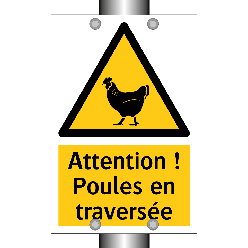 Attention ! Poules en traversée