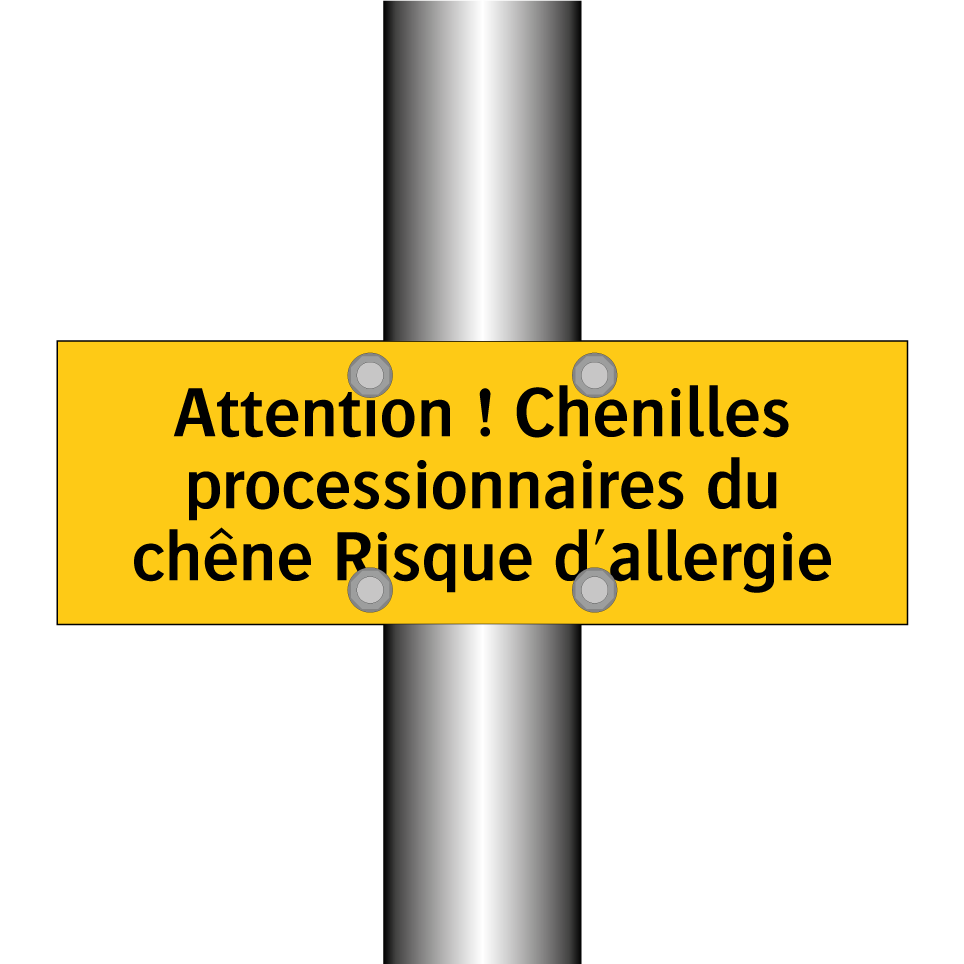Attention ! Chenilles processionnaires du chêne Risque d'allergie